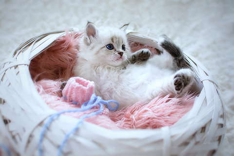 Sibirische Kitten
